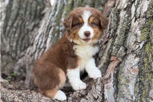 Jack - Australian Shepherd for sale