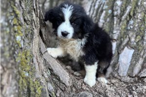 Nessie - Australian Shepherd for sale
