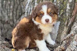 Jack - Australian Shepherd for sale