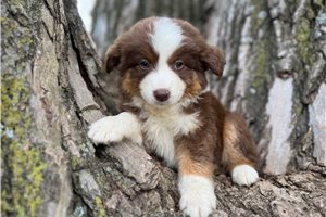 Carolina - Australian Shepherd for sale