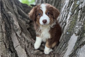 Carolina - Australian Shepherd for sale