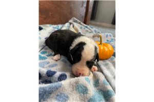 Bronson - Australian Shepherd for sale