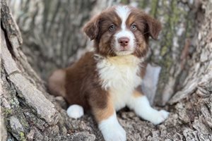 Tank - Australian Shepherd for sale