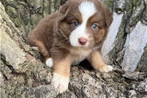 Jett - Australian Shepherd for sale