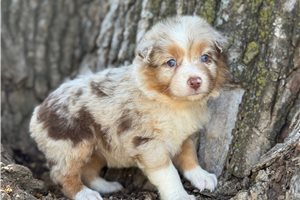 Dallas - Australian Shepherd for sale
