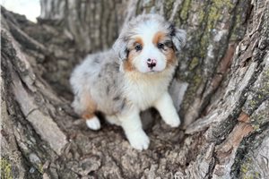 Levi - Australian Shepherd for sale