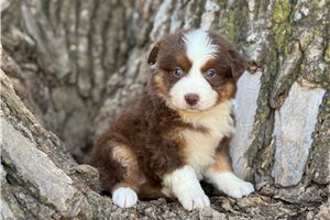 Carolina - Australian Shepherd for sale
