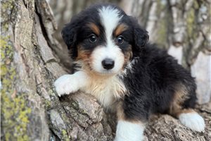 Cassidy - Australian Shepherd for sale