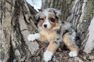 Indi - Australian Shepherd for sale