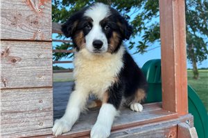 Skeeter - Australian Shepherd for sale