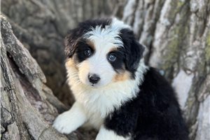 Roger - puppy for sale