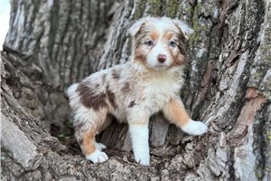 Dallas - Australian Shepherd for sale