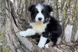 Nessie - Australian Shepherd for sale