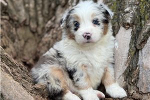 Raleigh - Australian Shepherd for sale