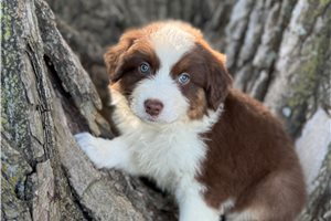 Rico - Australian Shepherd for sale
