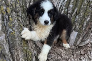 Skeeter - Australian Shepherd for sale
