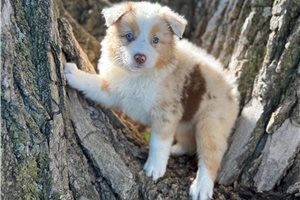 Rhea - Australian Shepherd for sale