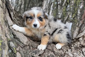 Indi - Australian Shepherd for sale