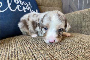 Joker - Australian Shepherd for sale