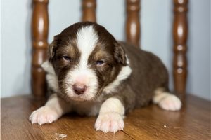 Tank - puppy for sale