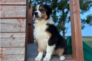 Bear - Australian Shepherd for sale