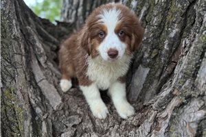 Willow - Australian Shepherd for sale