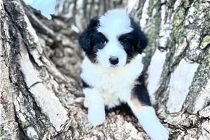Skeeter - Australian Shepherd for sale