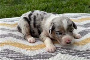 Steel - puppy for sale