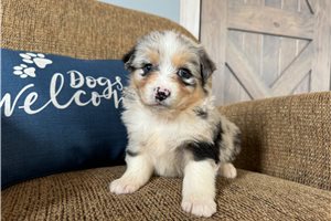 Creek - puppy for sale