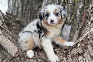 Sophia - Australian Shepherd for sale