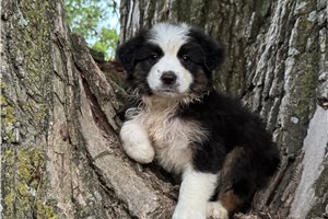 Angus - Australian Shepherd for sale