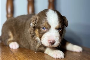Carolina - puppy for sale