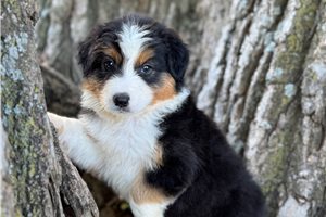 Cowboy - puppy for sale