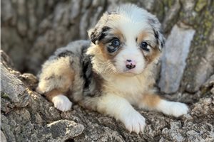 Sophia - Australian Shepherd for sale