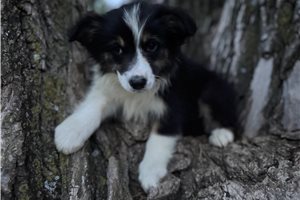 Lady - Australian Shepherd for sale