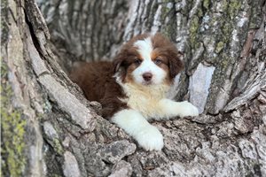 Willow - Australian Shepherd for sale
