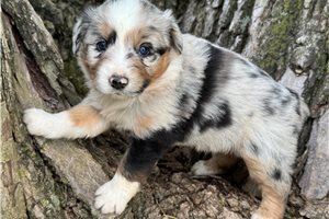 Steel - Australian Shepherd for sale