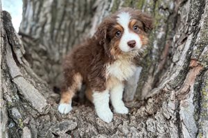 Jack - Australian Shepherd for sale