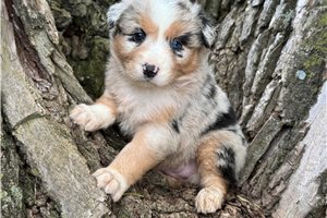 Stormy - Australian Shepherd for sale