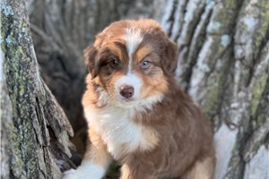 Rango - puppy for sale