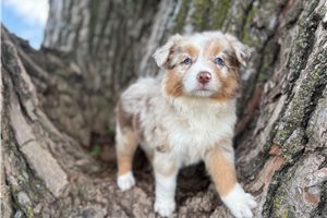 Dallas - Australian Shepherd for sale