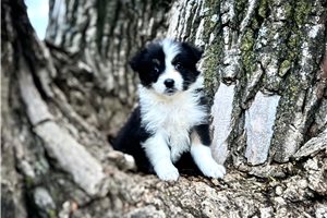 Lady - Australian Shepherd for sale