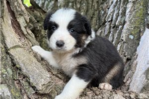 Angus - Australian Shepherd for sale
