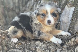 Indi - Australian Shepherd for sale