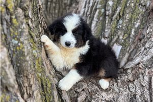 Skeeter - Australian Shepherd for sale