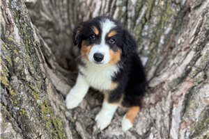 Cassidy - puppy for sale