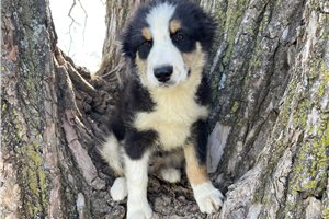 Archie - Australian Shepherd for sale
