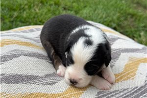 Angus - puppy for sale