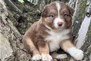 Emmy - Australian Shepherd for sale