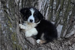 Nessie - Australian Shepherd for sale